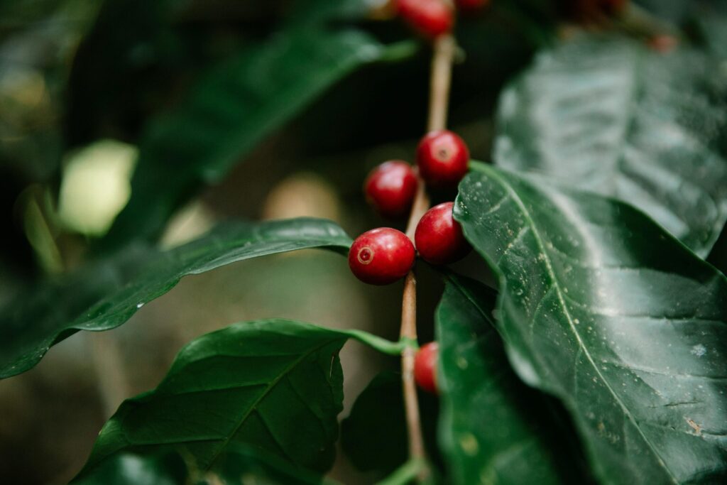 Red coffee cherries on the branch in a Ugandan coffee farm during harvest season.